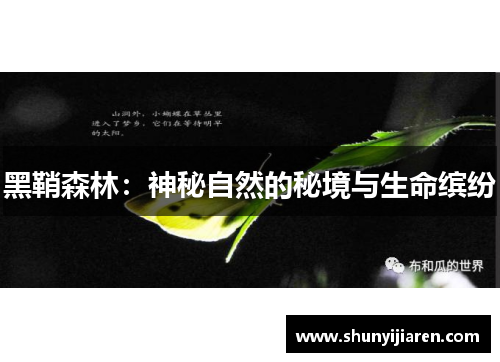 黑鞘森林：神秘自然的秘境与生命缤纷